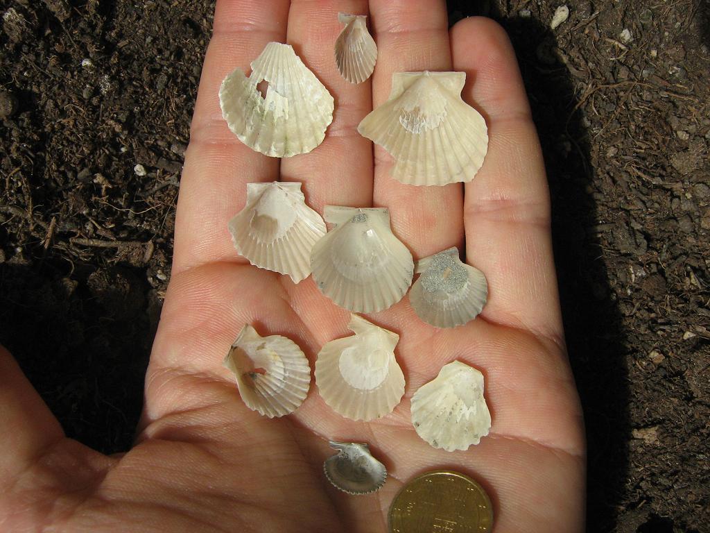 Pecten minuscoli